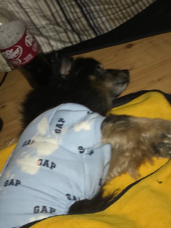 Safe Mutt in Phoenix, AZ