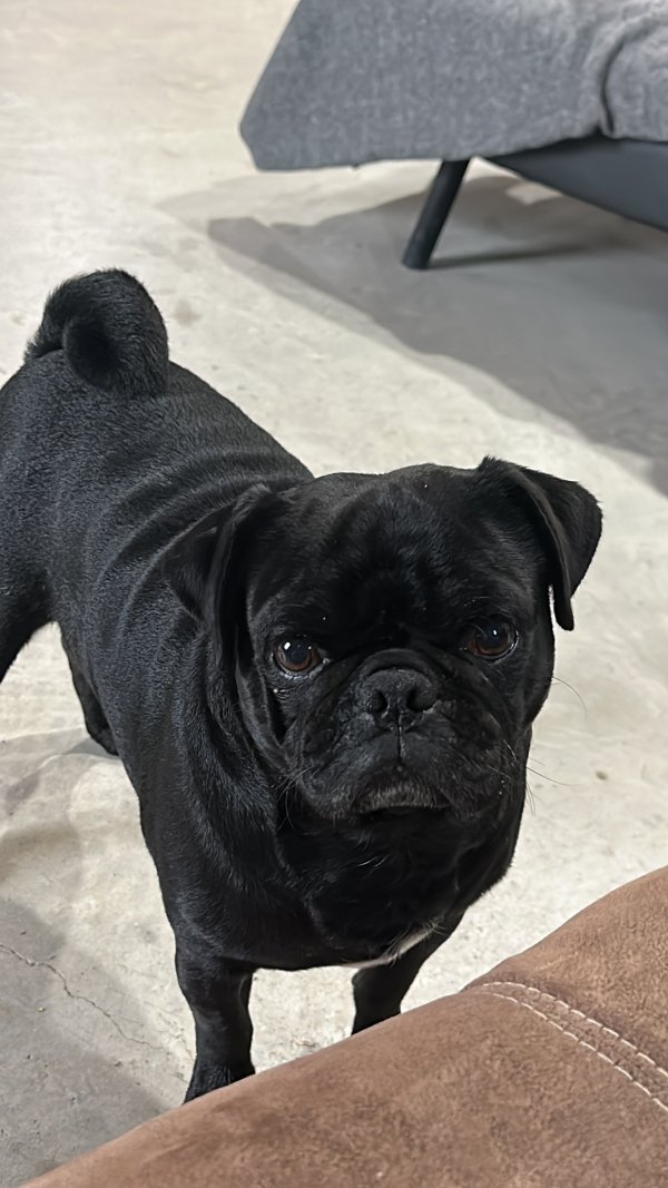 Lost Pug in Mission, TX