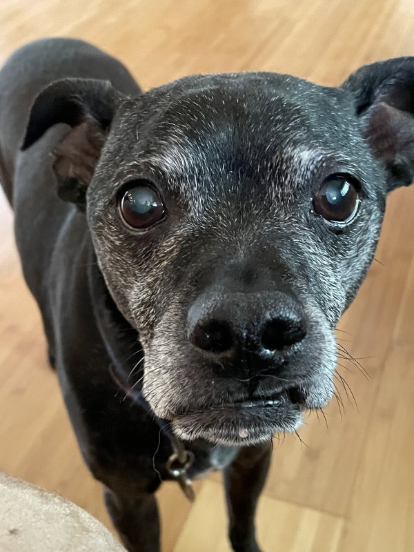 Safe Boston Terrier in Edmonds, WA