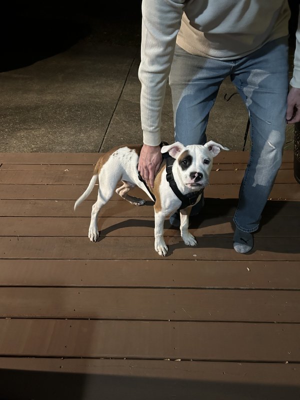 Found American Staffordshire Terrier in Hixson, TN