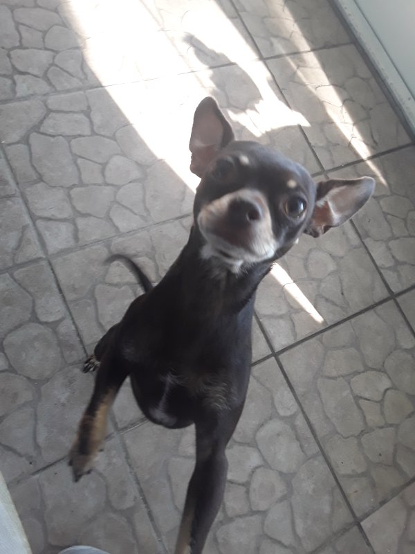 Safe Chihuahua in Clearwater, FL