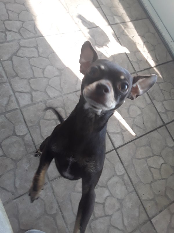 Found Chihuahua in Clearwater, FL