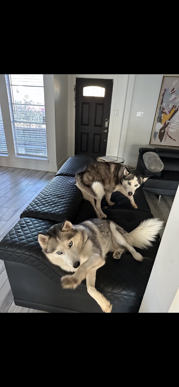 Safe Siberian Husky in Houston, TX