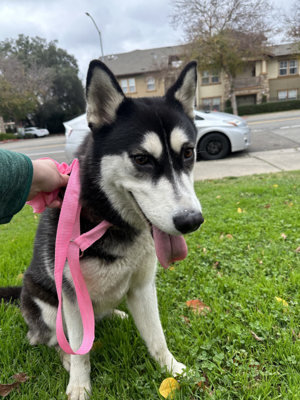 Found Siberian Husky in Rancho Cordova, CA