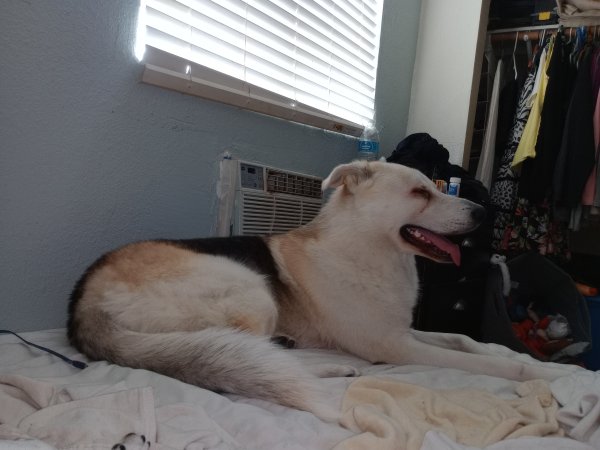 Safe German Shepherd Dog in Phoenix, AZ