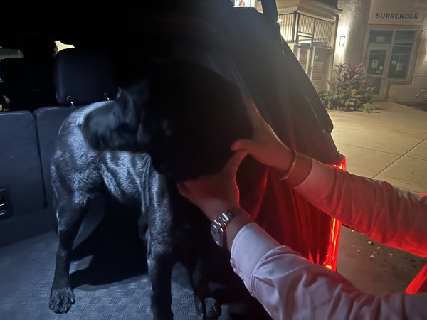 Safe Labrador Retriever in Escondido, CA