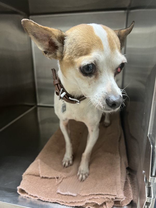 Found male hot sale chihuahua