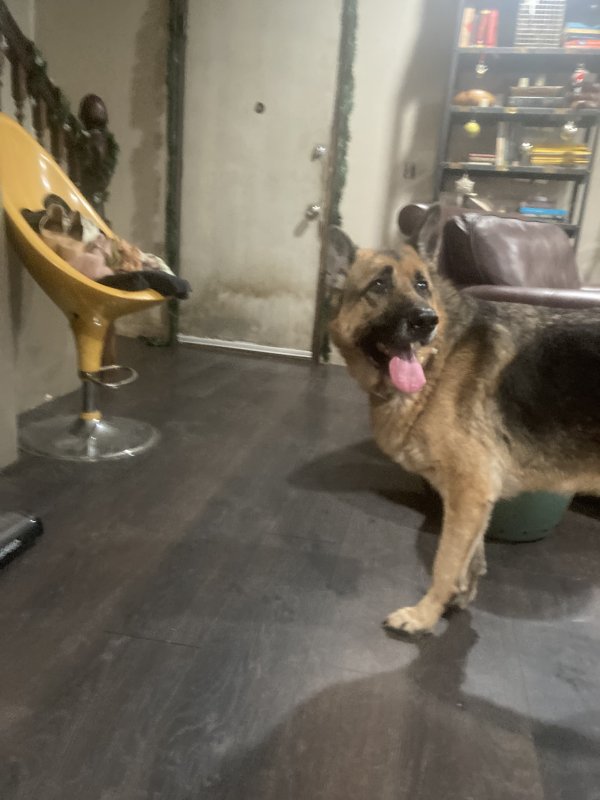 Found German Shepherd Dog in Everett, WA