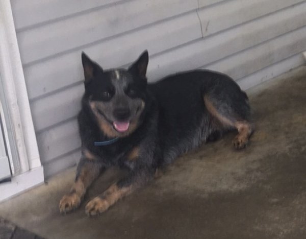 Lost Australian Cattle Dog in Lebanon, TN