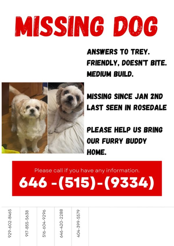 Lost Shih Tzu in Rosedale, NY