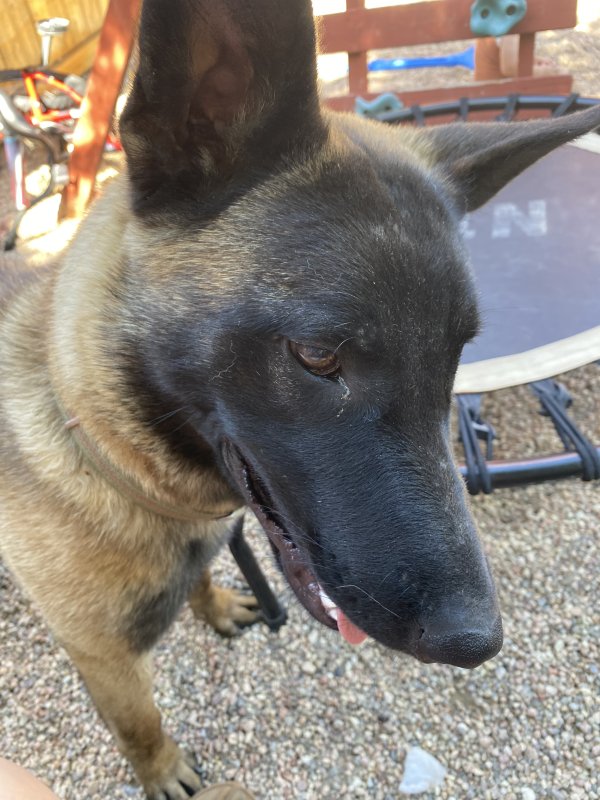 Lost belgian hot sale malinois