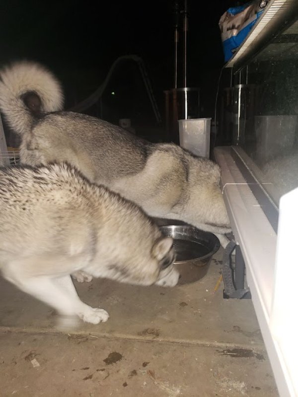 Found American Eskimo Dog in North Hills, CA