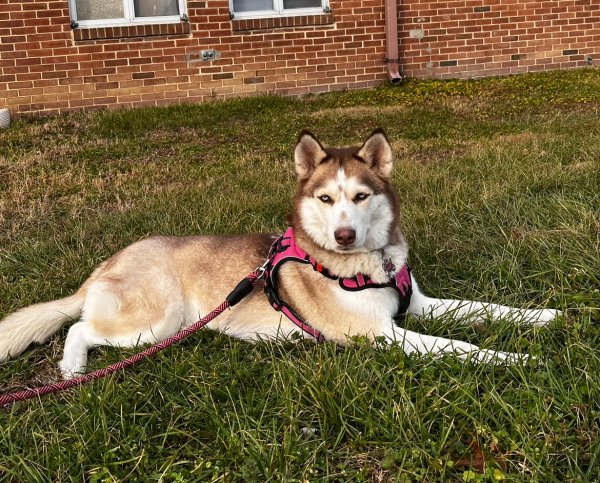 Lost Siberian Husky in Accokeek, MD