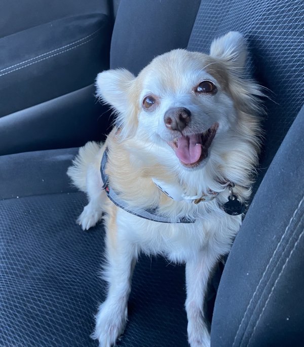 Safe Chihuahua in Jefferson, TX