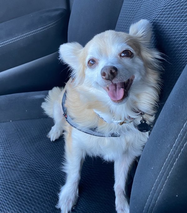 Lost Chihuahua in Jefferson, TX