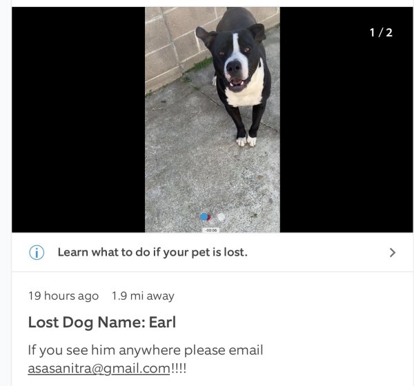 Lost Pit Bull in Sacramento, CA