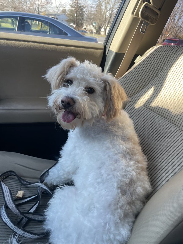 Safe Mutt in Gettysburg, PA