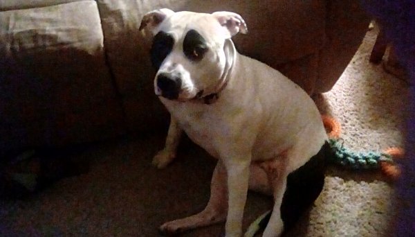 Safe American Staffordshire Terrier in Portland, OR