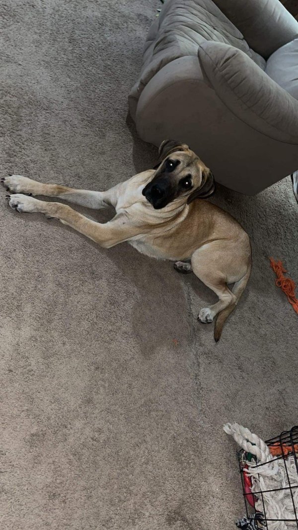 Safe Great Dane in Cleveland, TN
