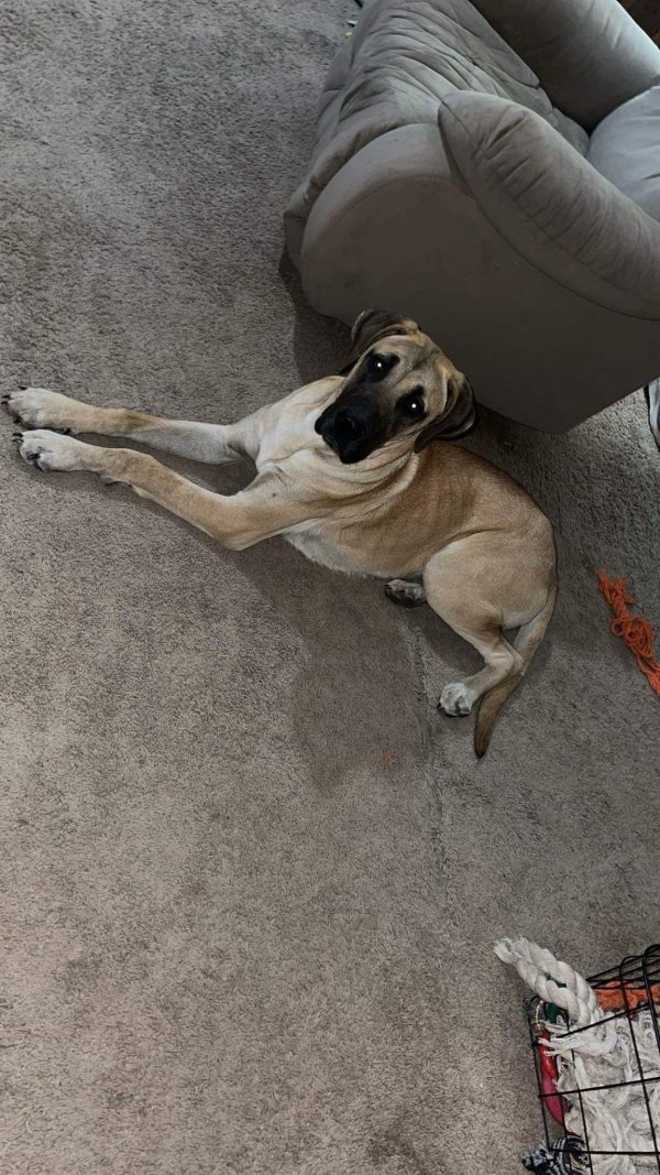 Found Great Dane in Cleveland, Tennessee