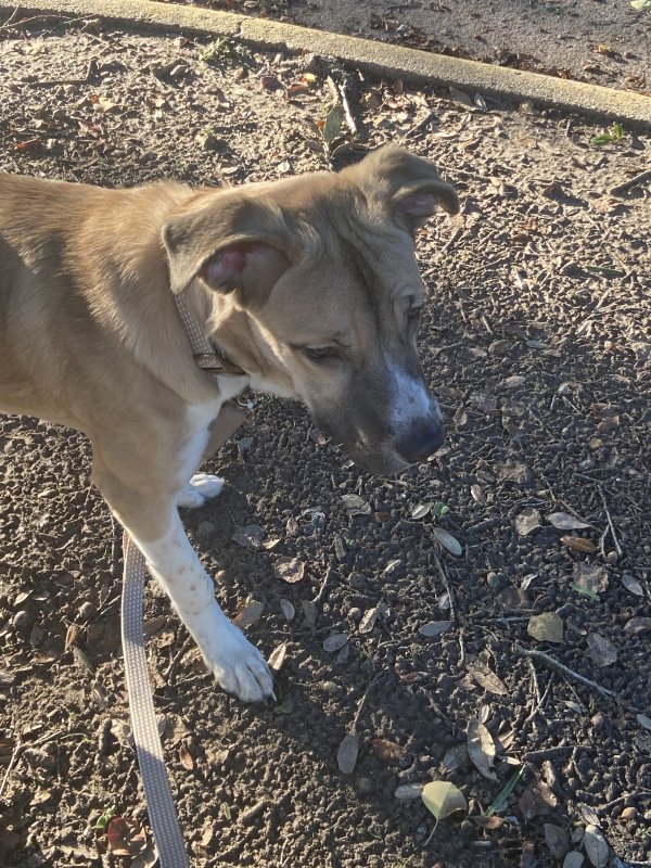 Safe Basenji in Houston, TX