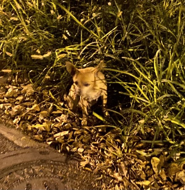 Safe Chihuahua in Miami Beach, FL