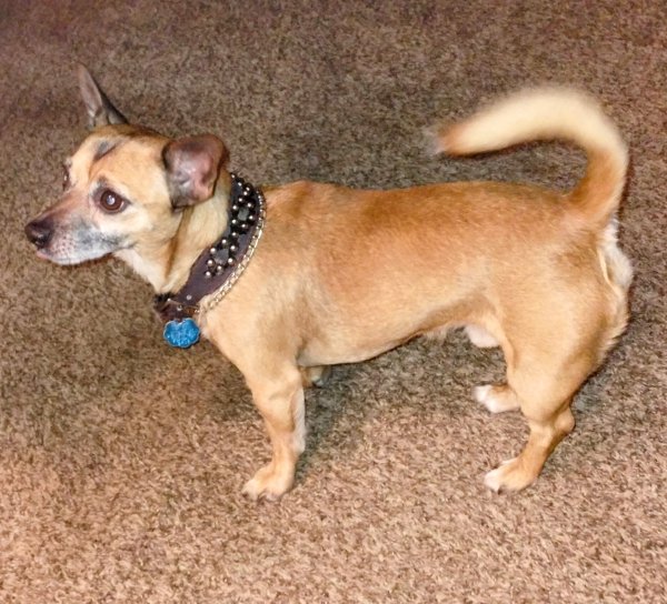 Lost Chihuahua in Irving, TX