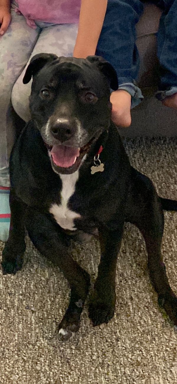 Lost Mutt in Spring Hill, FL