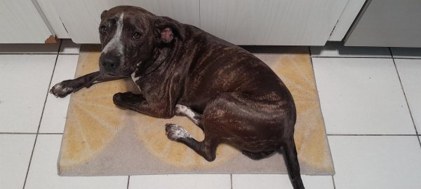 Safe Mutt in Palm Harbor, FL