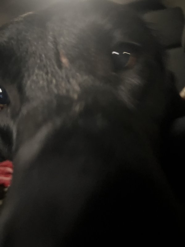 Safe Mutt in Miami, FL