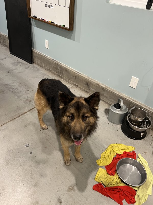 Found German Shepherd Dog in Torrance, CA