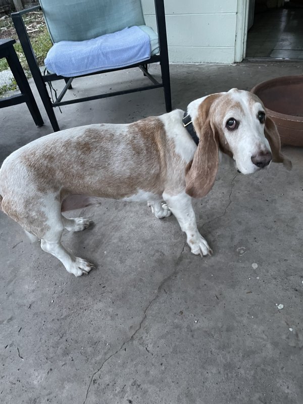 Safe Basset Hound in Largo, FL