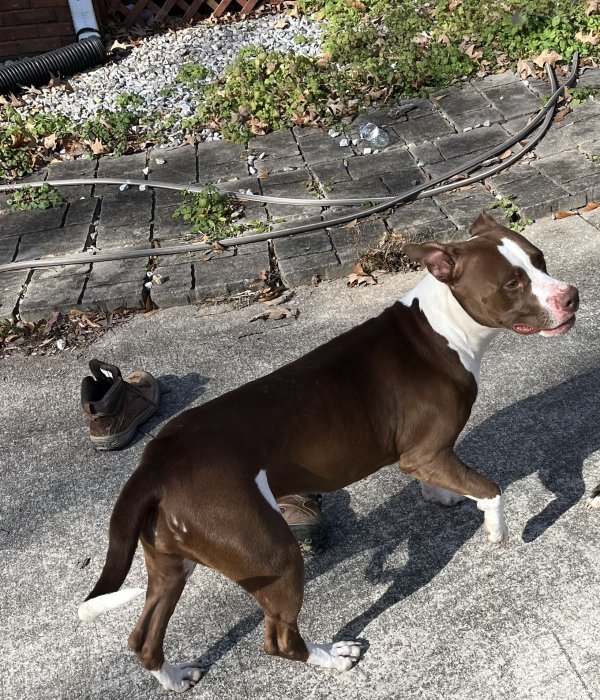 Found Staffordshire Bull Terrier in Fairburn, GA