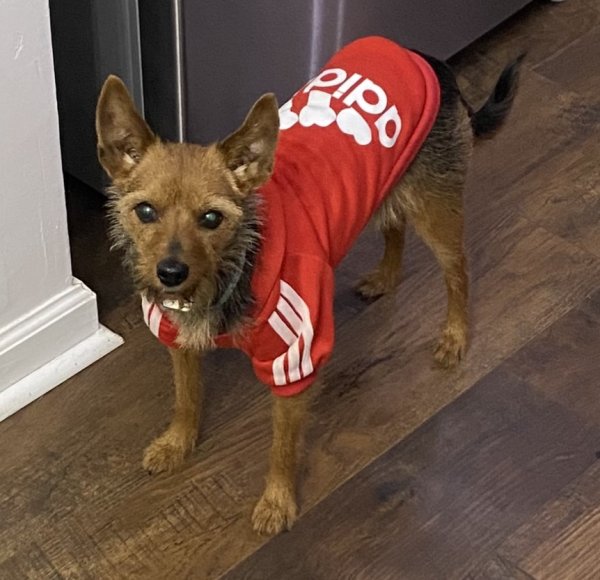 Safe Silky Terrier in Manchester, MD