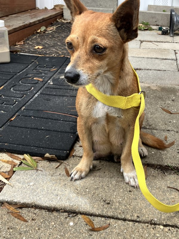 Safe Mutt in Ruskin, FL