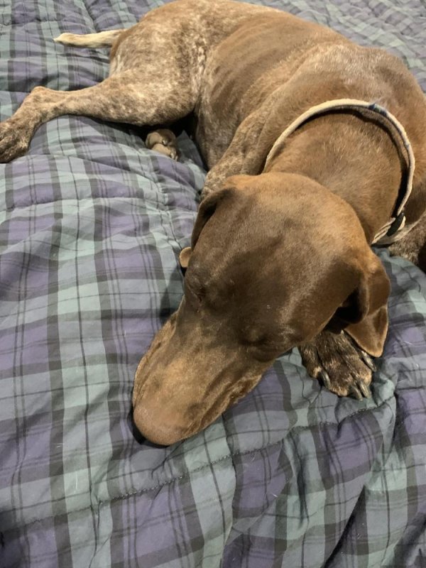 Lost German Shorthaired Pointer in Texas