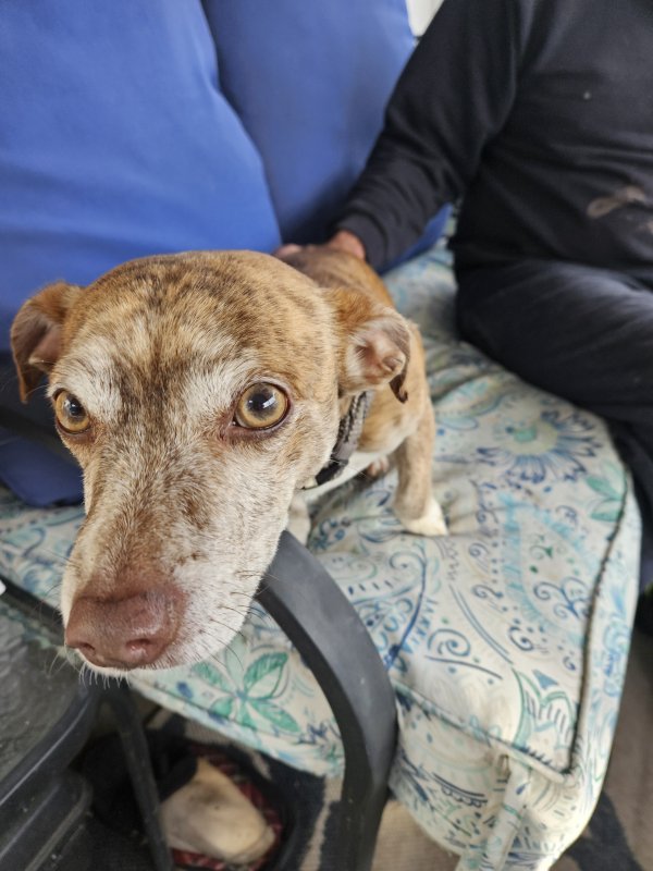 Safe Mutt in Hudson, FL