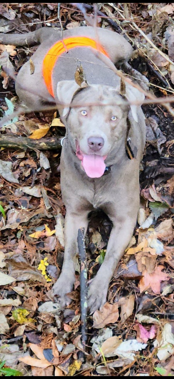 Safe Labrador Retriever in Searcy, AR