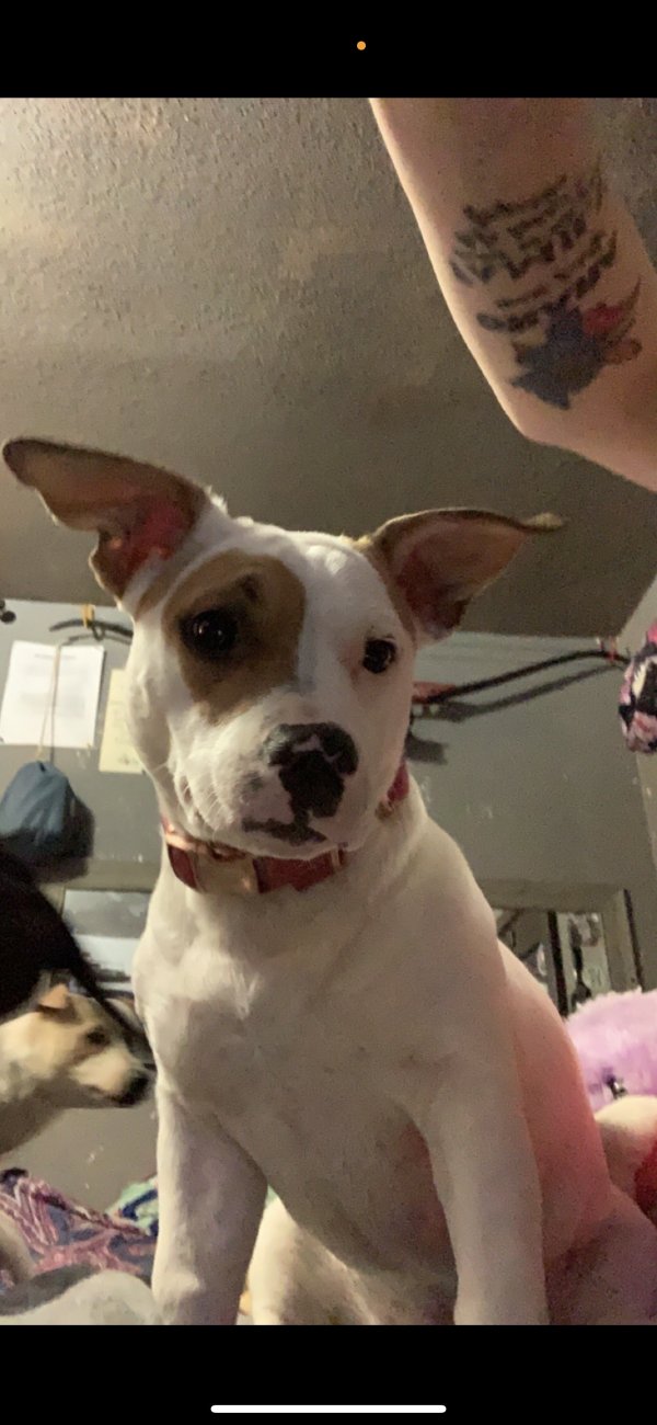 Stolen American Bulldog in Loveland, CO