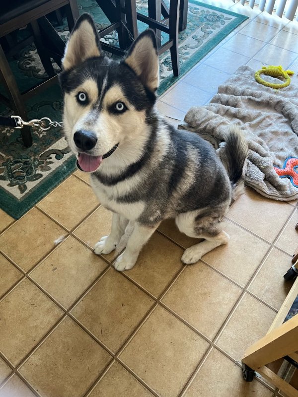 Lost Siberian Husky in Victorville, CA