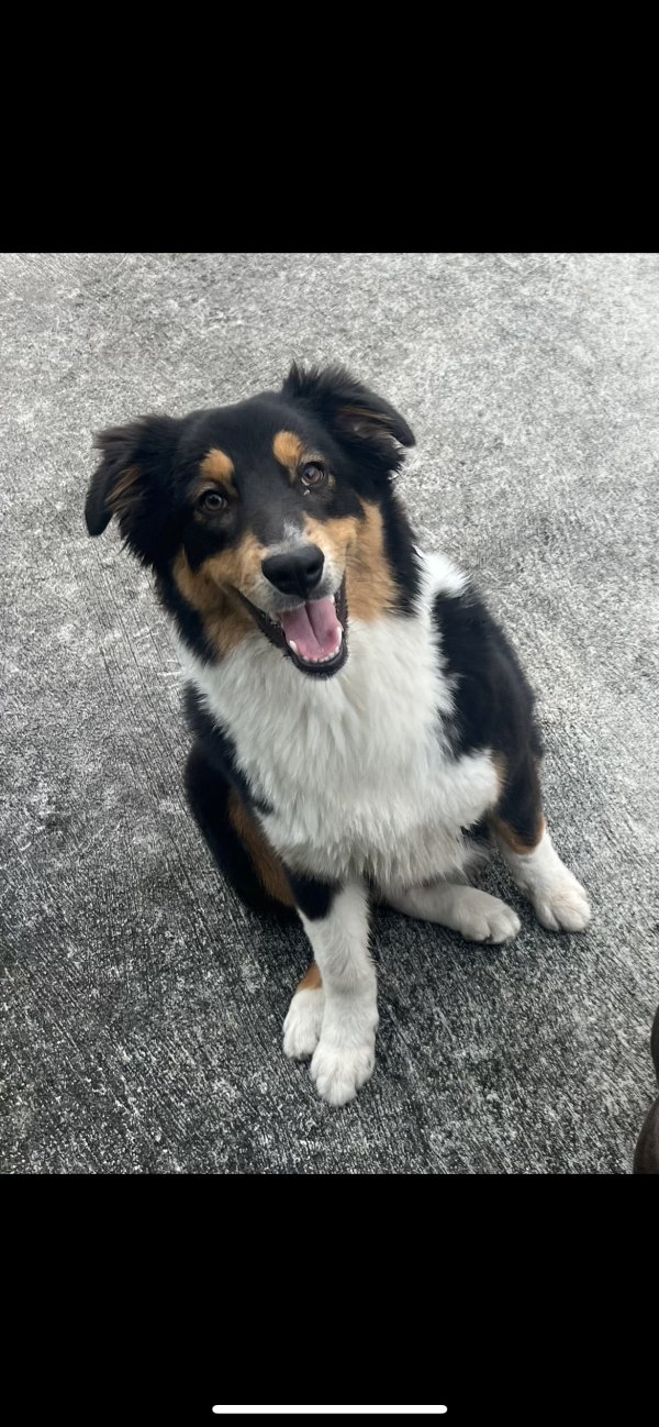 Lost Australian Shepherd in Miami, FL