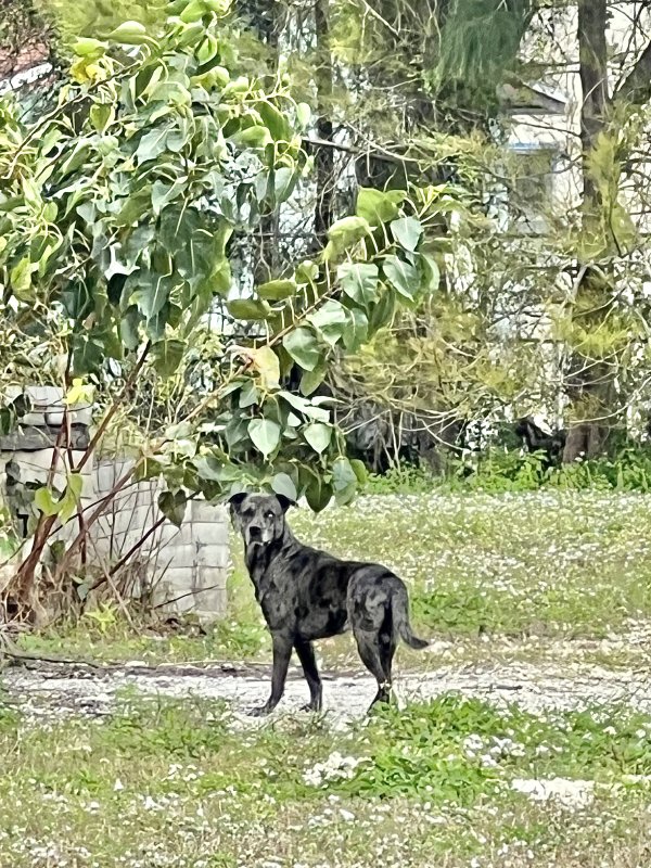 Lost Mutt in Miami, FL