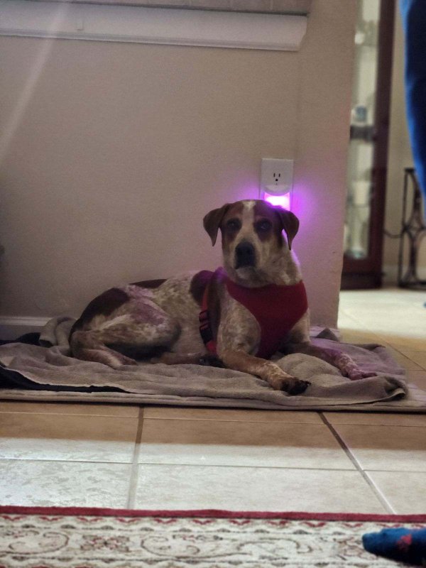 Lost Mutt in Clearwater, FL