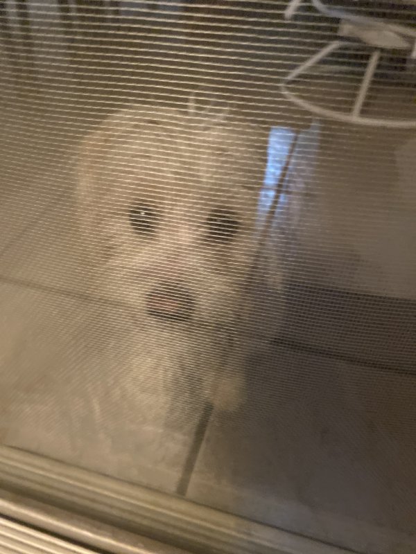 Found Maltese in San Bernardino, CA