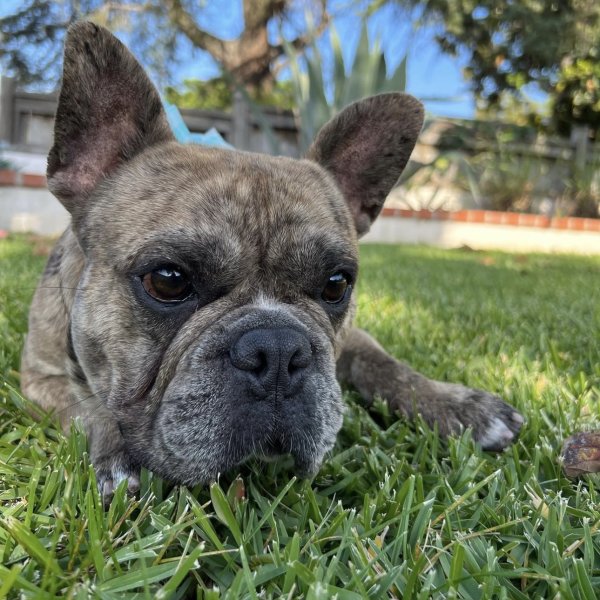 Lost French Bulldog in California