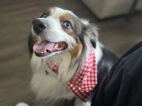 Safe Australian Shepherd in Houston, TX