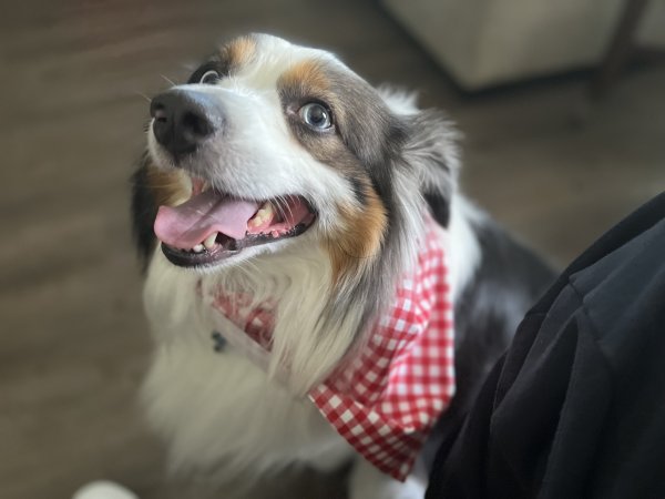 Lost Australian Shepherd in Houston, TX