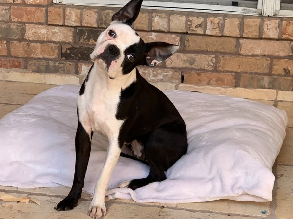 Lost Boston Terrier in McAllen, TX