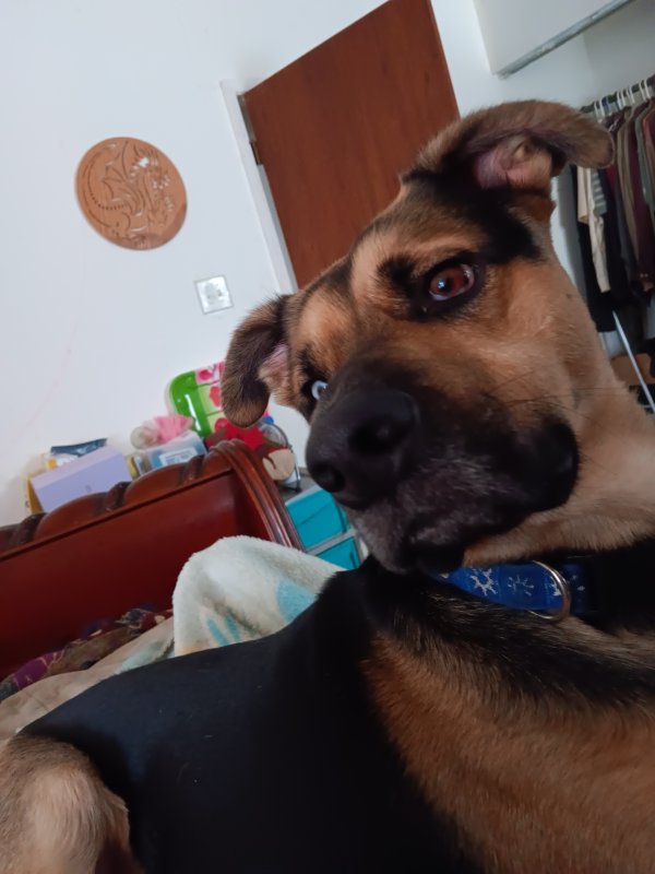 Lost German Shepherd Dog in San Antonio, TX