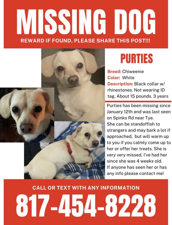 Lost Chihuahua in Abilene, TX